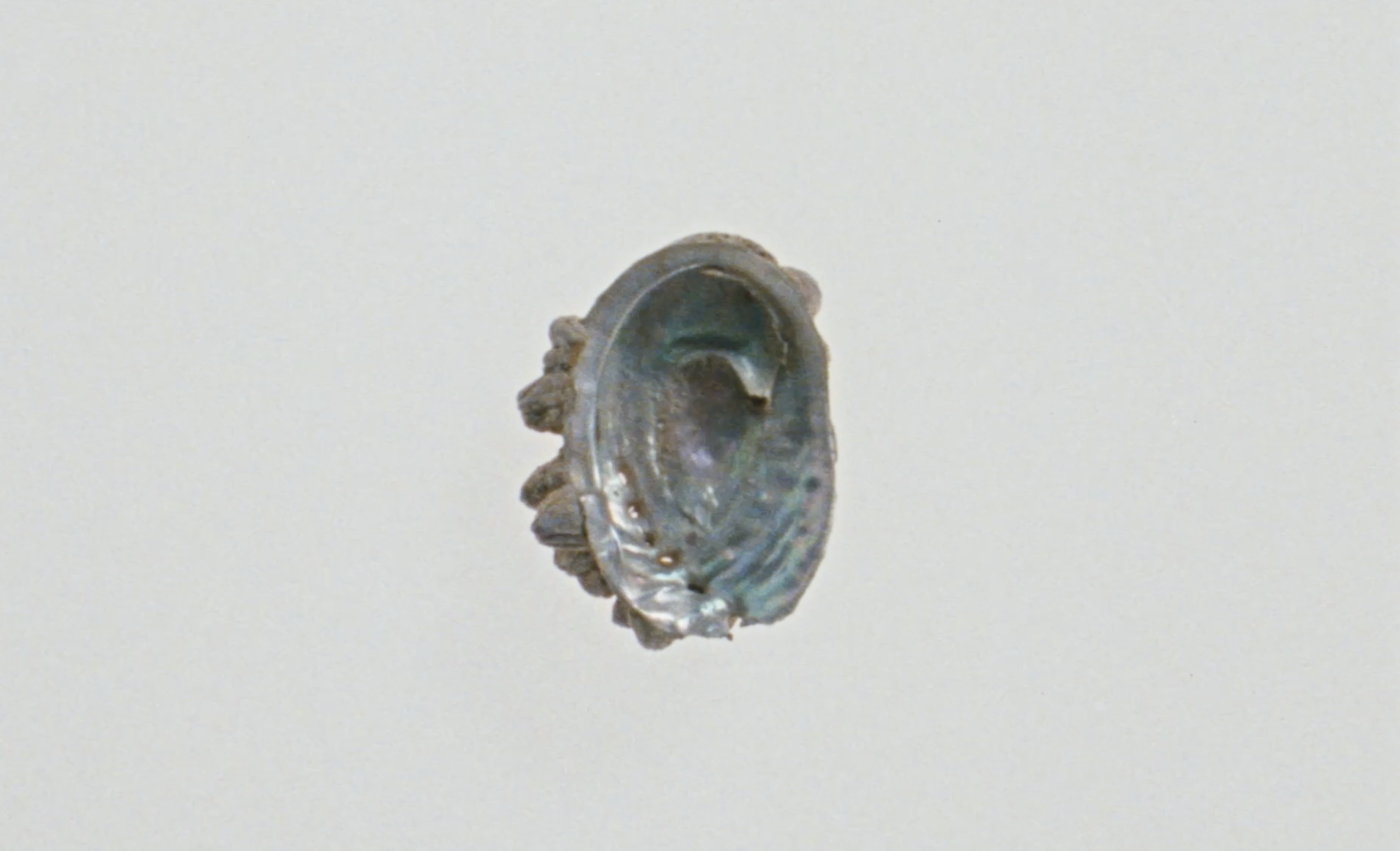 The Plant thumbnail